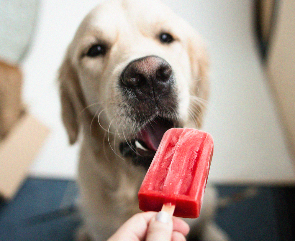 a dog eating a popsicle