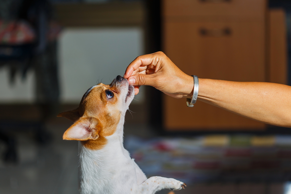 a hand feeding a dog a treat