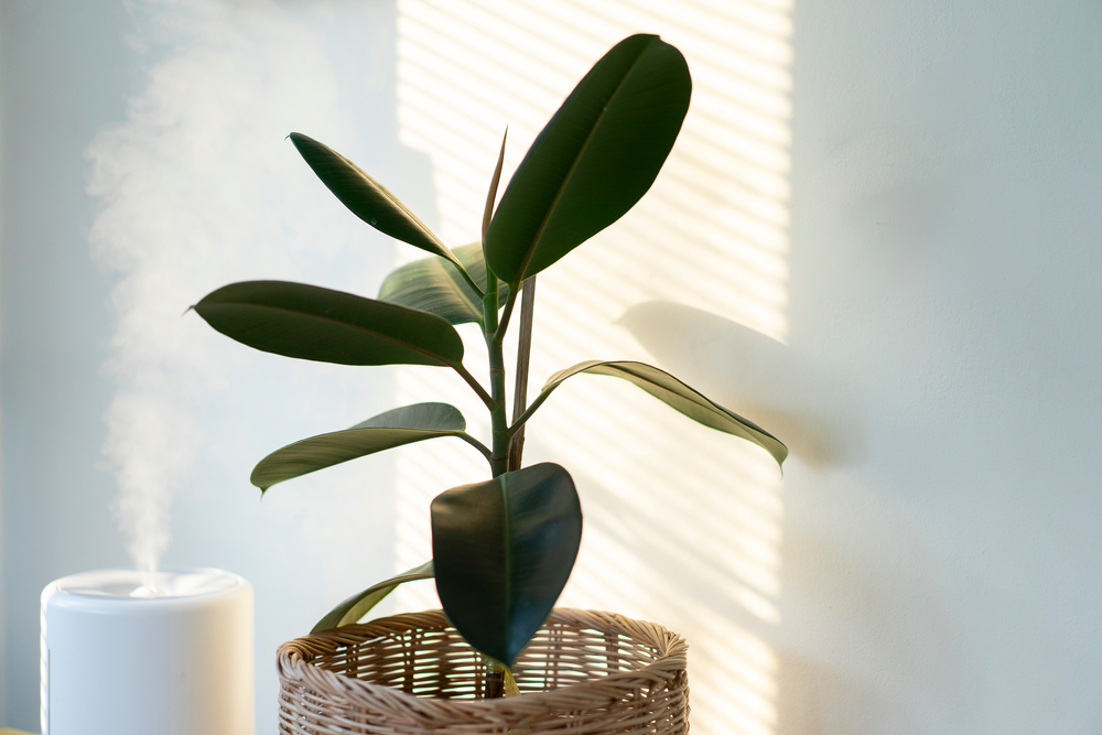 a humidifier with a plant