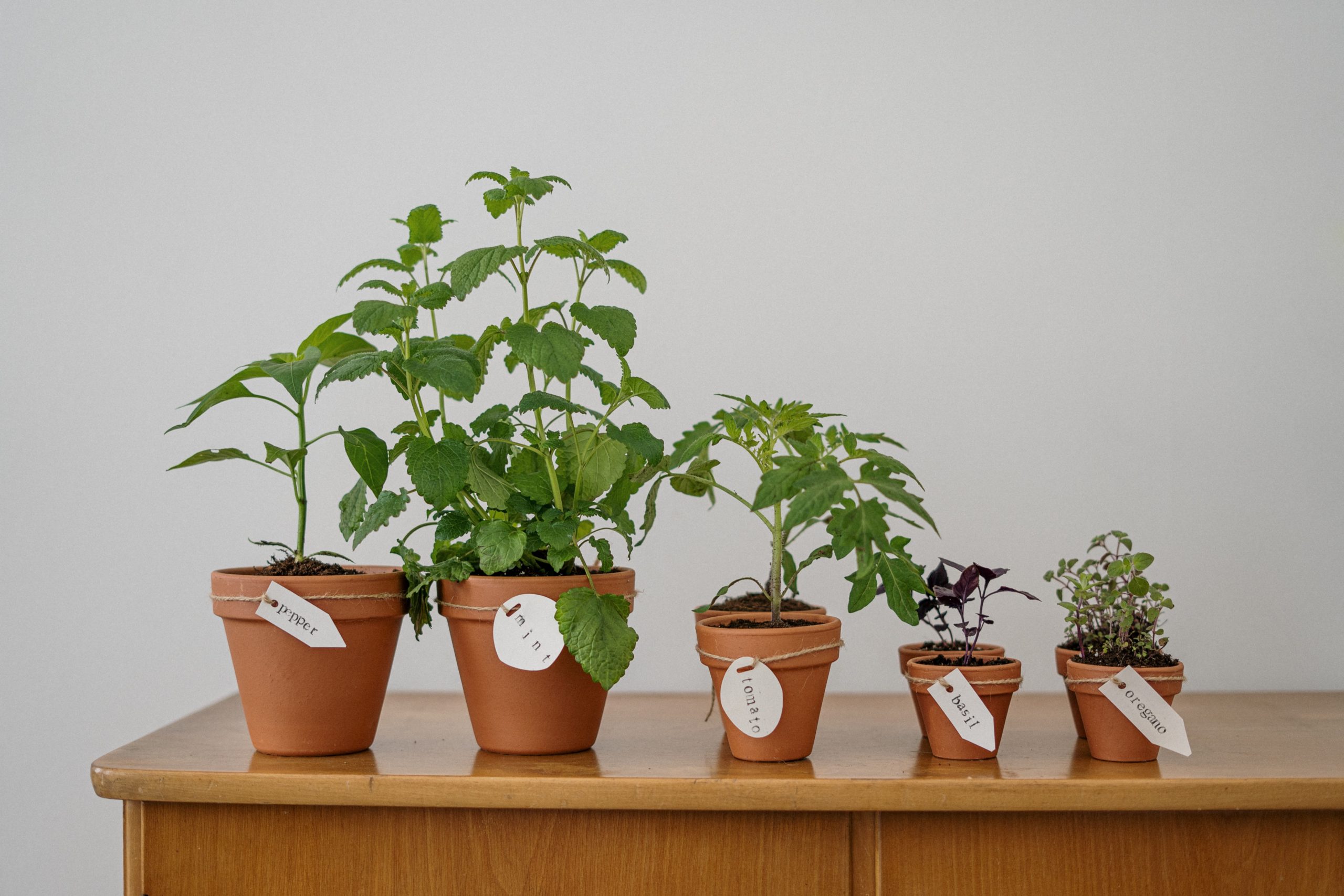 fresh herbs | tips for growing summer herbs indoors