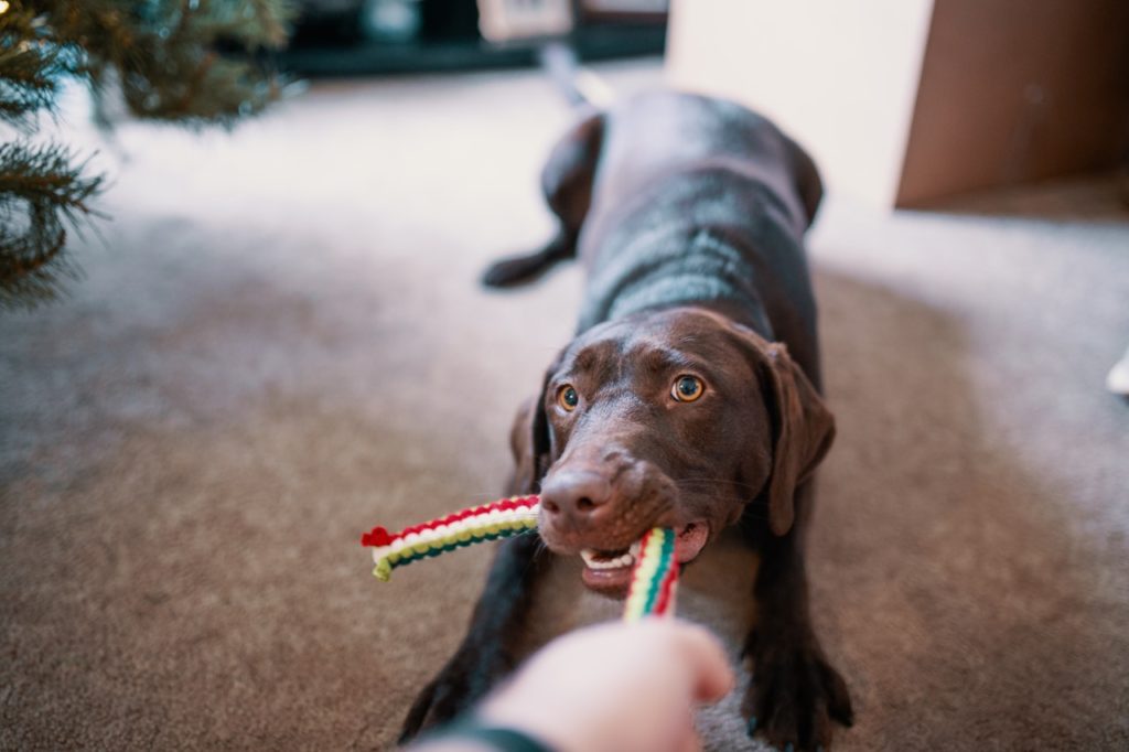 pulling on a dog toy | sustainable pet-friendly living