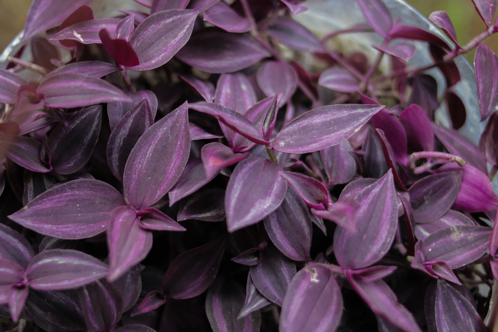 purple houseplant
