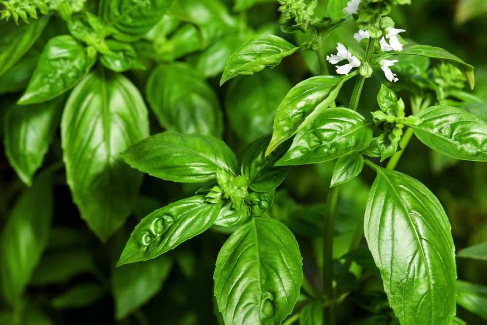 bunch of basil | spring DIY projects