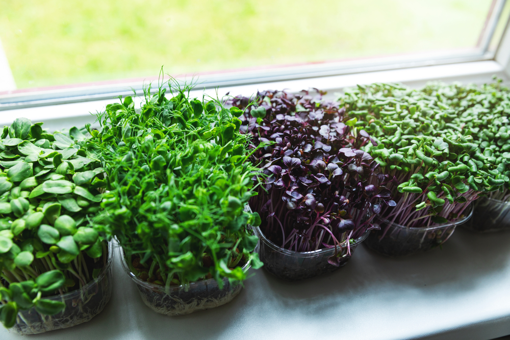 an herb garden in a window | unique window treatments