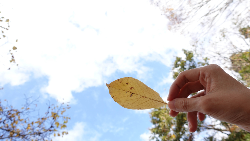 holding a leaf to the sky