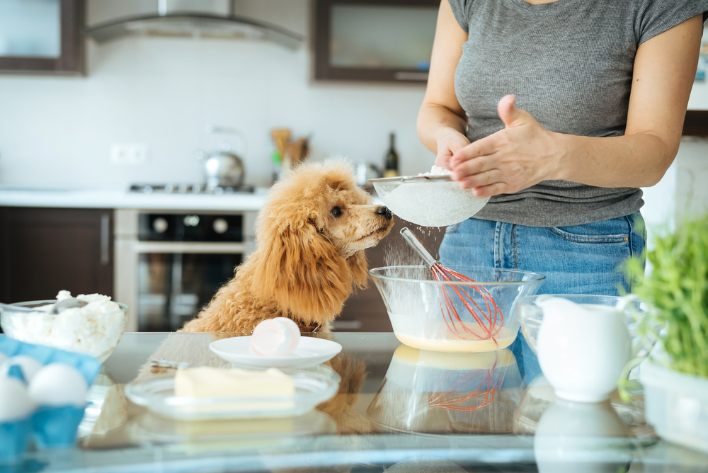 sifting flour at home while a dog watches | dog-friendly recipes