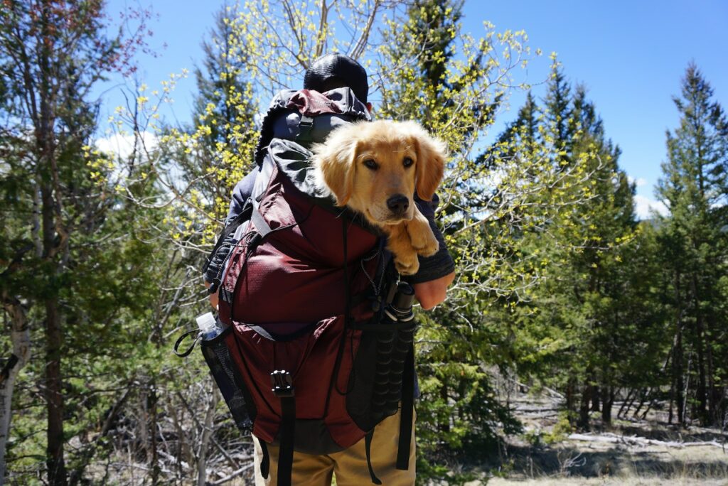walking on a hike with a golden retriever in a backpack | hiking trails in Dallas