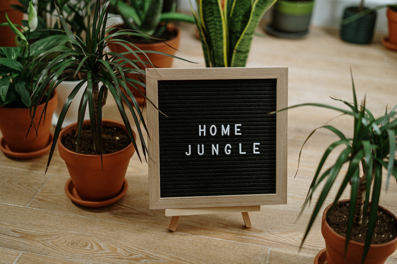 group of plants with a sign saying 'home jungle'
